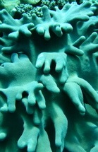 Corail mou
